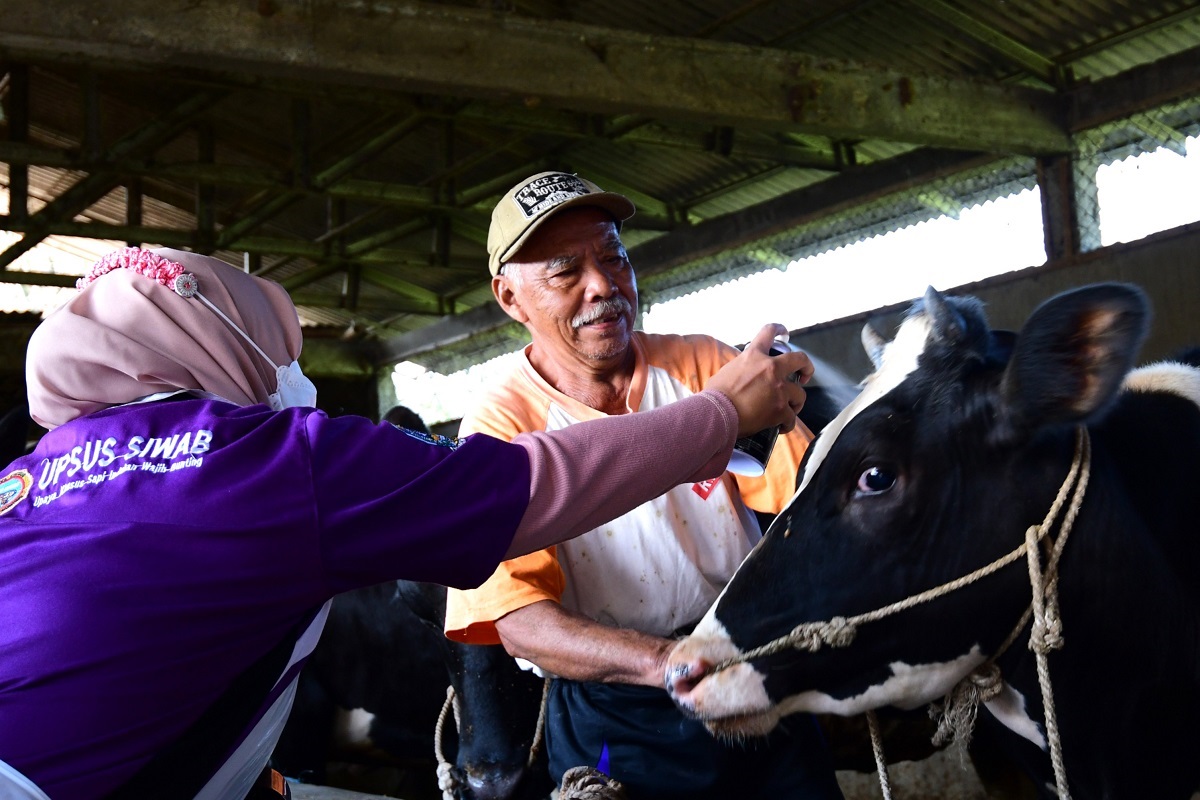 dispangtan-kota-malang-melalukan-vaksinasi-100-ekor-sapi.jpg