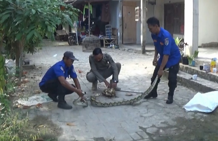 evakuasi-ular-piton-di-kandang-sapi-milik-warga-di-desa-sugiharjo-tuban.jpg