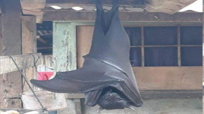 foto-kelelawar-yang-viral-di-media-sosial-twitter.jpg