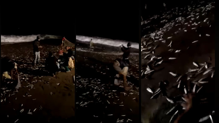 Video Ribuan Ikan Berhamburan Keluar dari Laut Bali, Sebuah Pertanda Alam Sebelum Gempa Pagi Ini