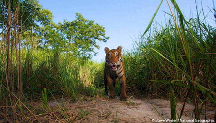 Setelah Dengar Teriakan, Andika Lihat Tubuh Temannya Diterkam Harimau