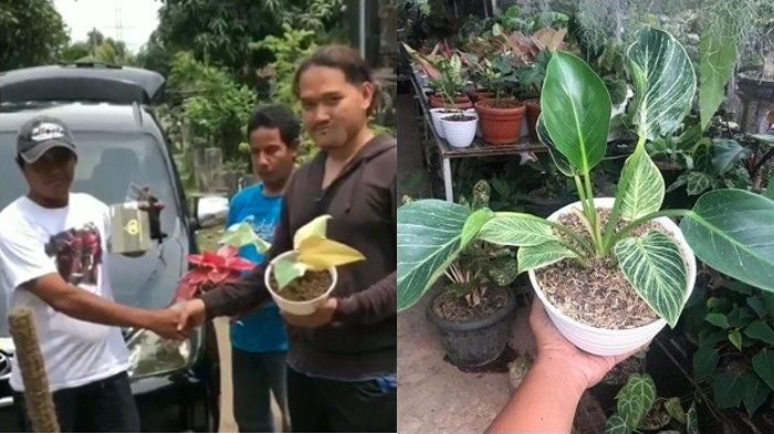 Demi Tanaman Hias, Pria di Kediri Rela Tukarkan Mobilnya, Intip Harga Asli Bunga yang Tak Sebanding