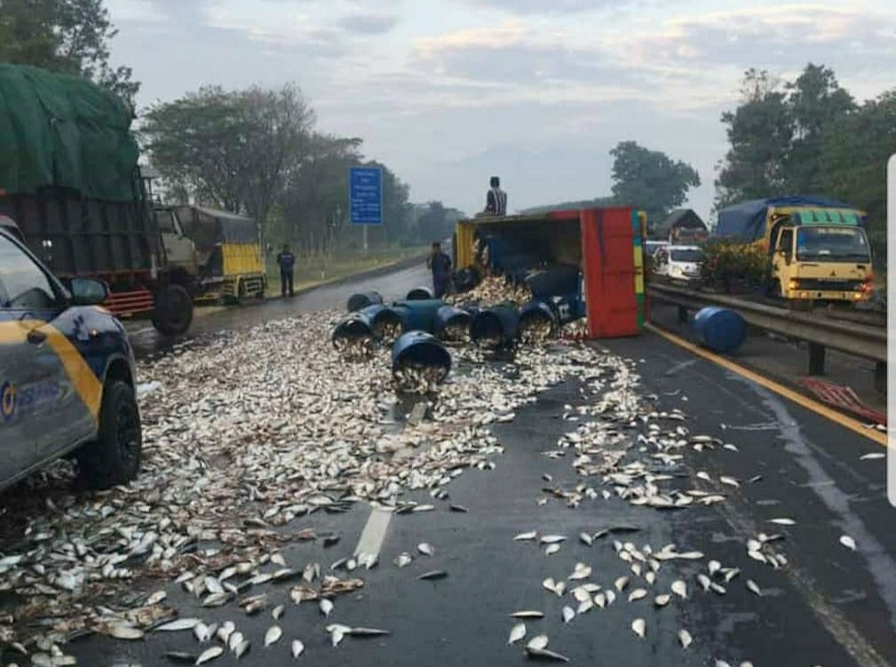 ikan-mujaer-berserakan-di-jalan-tol-sidoarjo.jpg