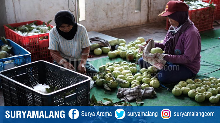 Pemkot Batu Buat Skema untuk Bantu Petani & Usaha Kecil yang Terdampak Physical Distancing Covid-19