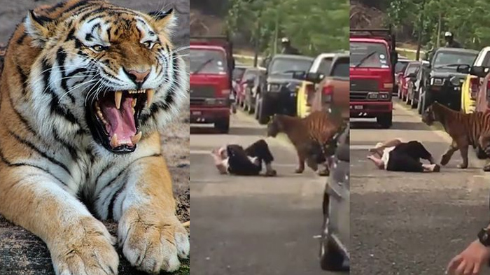 kakek-nyaris-mati-tegang-dihampiri-harimau-perilaku-macan-yang-tak-terduga-bikin-warga-keheranan.jpg