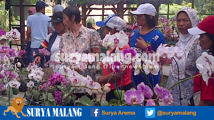 kampung-anggrek-di-lereng-gunung-kelud-tak-sebatas-spot-selfie-tapi-rujukan-kolektor-dan-peneliti_20161009_122605.jpg