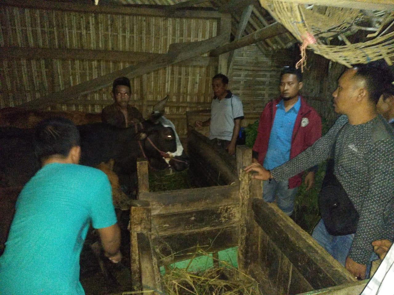 Satgas Keamanan Desa Gagalkan Pencurian Sapi Di Lumajang