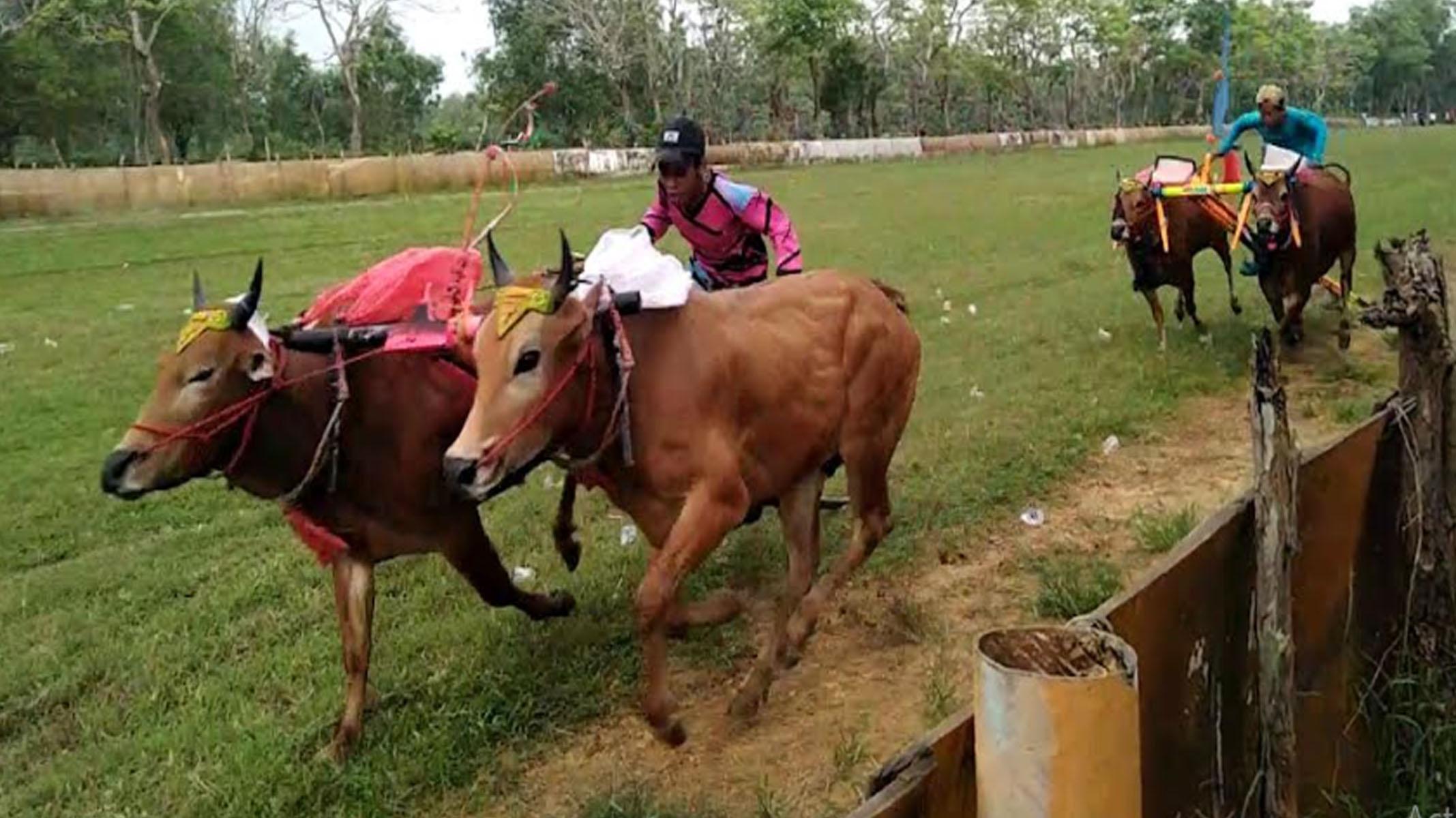 Wabah PMK Ancam Karapan Sapi di Madura, Paguyuban Pakar Sakera Curhat ke Menteri BUMN Erick Thohir
