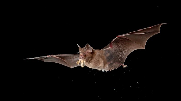 Virus Nipah Potensi Jadi Ancaman Pandemi Berikutnya, Disebut Lebih Berbahaya Ketimbang Virus Corona