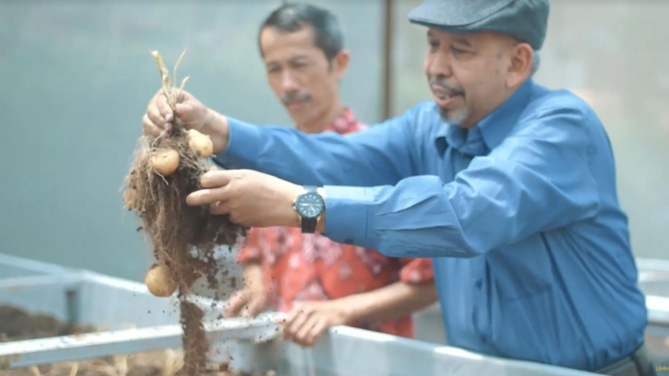 UMM Kembangkan Benih Kentang Varietas Unggul