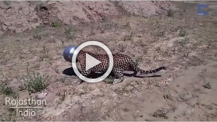 VIDEO : Kondisi Macan Ini Sungguh Kasihan, Tapi Warga Tetap Takut Beri Pertolongan, Akhirnya . . .