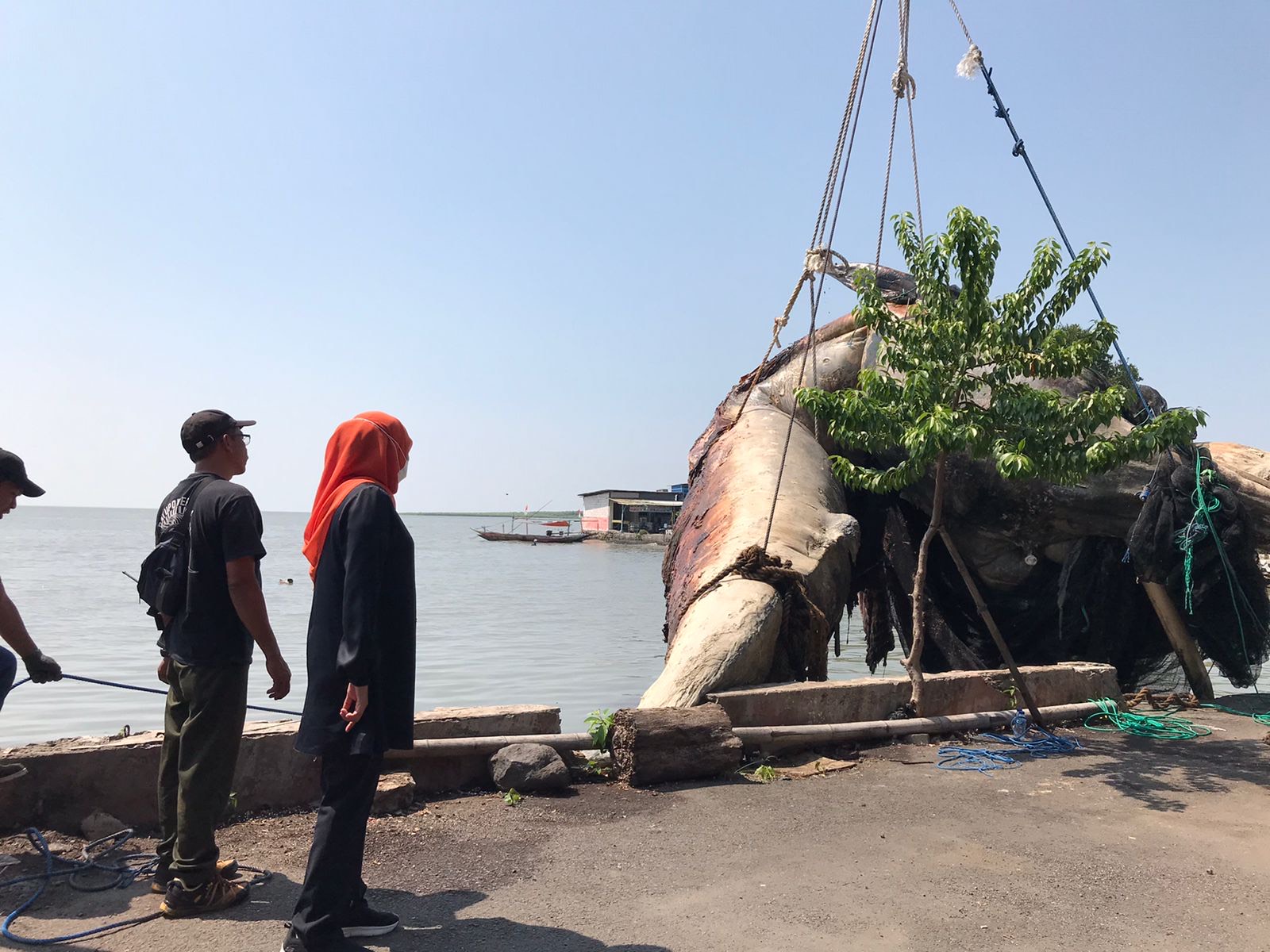 khofifah-indar-parawansa-mengawal-langsung-proses-evakuasi-ikan-paus-balin.jpg
