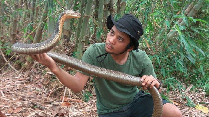 kondisi-terbaru-panji-petualang-usai-digigit-ular-king-cobra-peliharaannya-tangannya-sampai-bolong.jpg