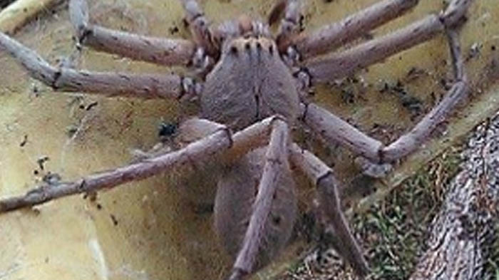 laba-laba-raksasa-australia_20161104_084944.jpg