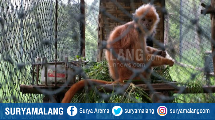 Delapan Lutung Jawa di JLC-TAFIP Coban Talun Batu akan Dilepas ke Alam Liar di Bulan November 2020
