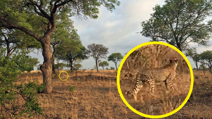 Teror Macan Tutul Bikin Resah Warga, Tercatat Sudah Ada 2 Manusia yang Dimangsa