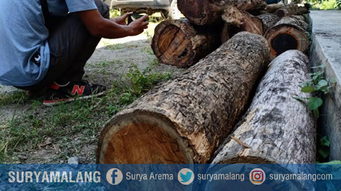 Polhutmob Tangkap Tiga Blandong Kayu Sono Keling di Hutan Saradan