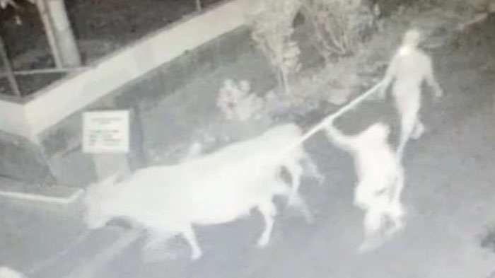 maling-sapi-terekam-cctv-di-dusun-darungan-lor-desa-duren-kecamatan-klakah-lumajang.jpg