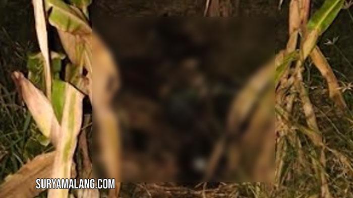 Misteri Perempuan Membusuk di Kebun Jagung Desa Sumput Kecamatan Driyorejo, Gresik