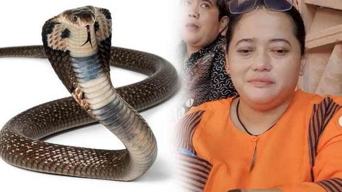mbak-you-lakukan-pernikahan-gaib-dengan-siluman-ular-begini-wujud-penampakannya.jpg