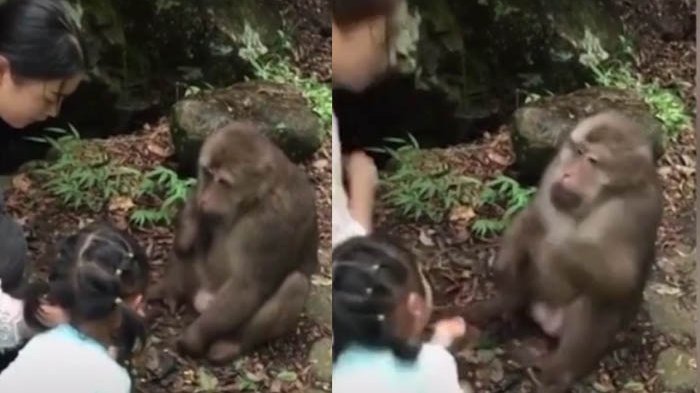 monyet-meninju-gadis-kecil-di-kebun-binatang-tiongkok_20180711_204648.jpg