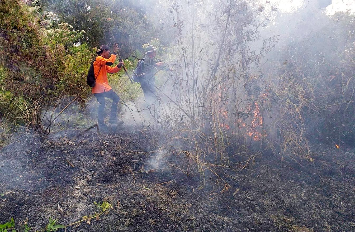 Kawasan Hutan di Mojokerto Terbakar Lagi, 18 Hektare di Blok Jati Sawit Hangus