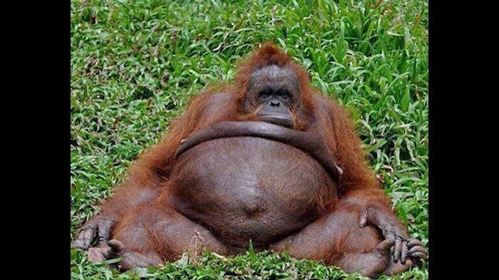 orang-utan-ilustrasi_20151219_135347.jpg