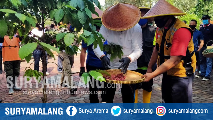 panen-kopi-di-tpu-nasrani-kecamatan-sukun-kota-malang-jumat-1962020.jpg