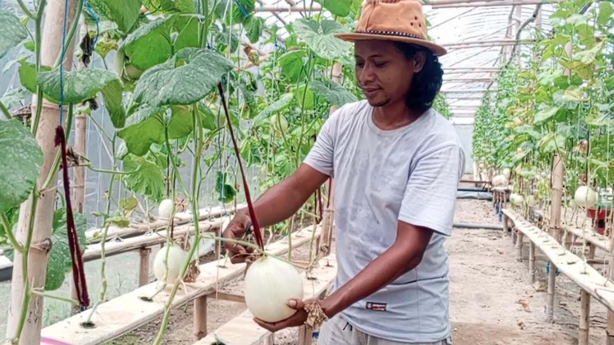 panen-melon-hidroponik-Tulungagung.jpg