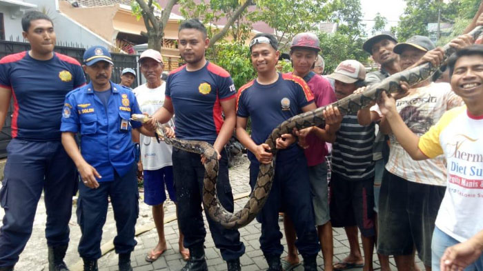 penangkapan-ular-piton-sepanjang-35-meter-di-rumah-warga-jalan-danau-bratan-timur-kota-malang.jpg