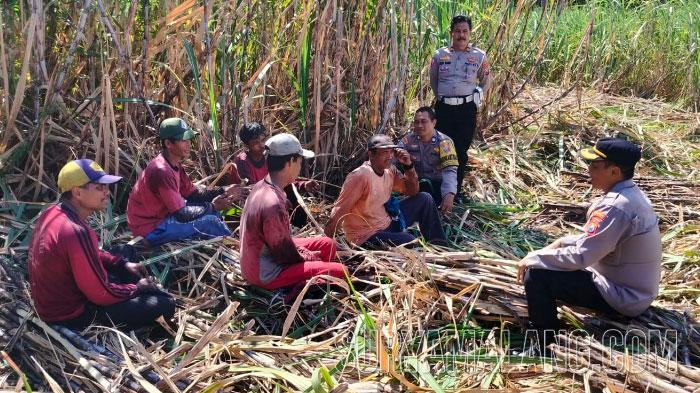 Kaum Tani Jangan Bakar Limbah Tebu di Lahan, Timbun Saja Supaya Jadi Pupuk