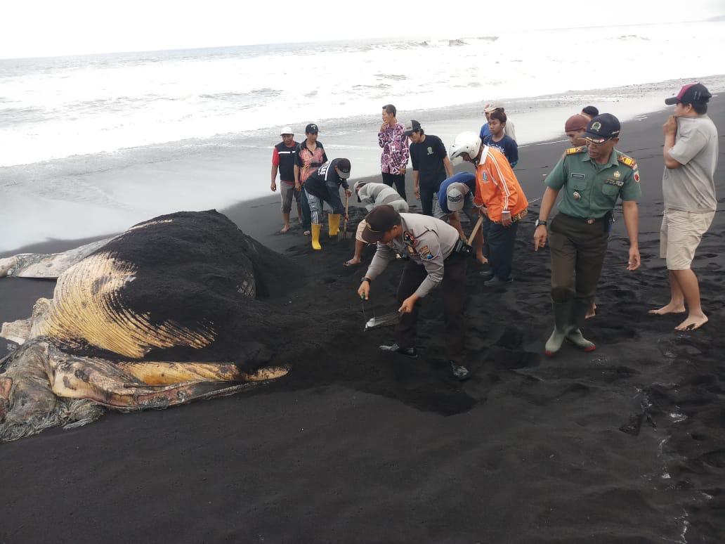 penguburan-bangkai-paus-bukan-ikan-di-pantai-bambang-lumajang.jpg