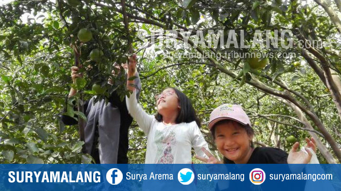 pengunjung-menikmati-sensasi-memetik-jeruk-dan-langsung-memakan-sepuasnya-di-balitjestro-kota-batu_20170711_202443.jpg