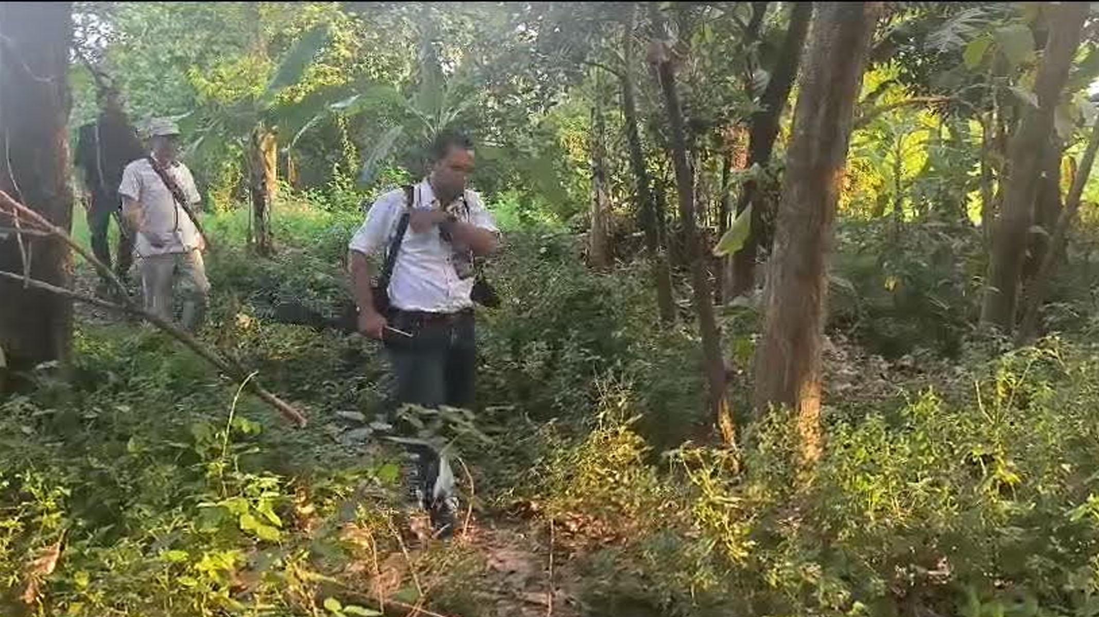 Perburuan Monyet Liar Ekor Panjang di Driyorejo Gresik, Gigit Balita Hingga Alami Luka 40 Jahitan