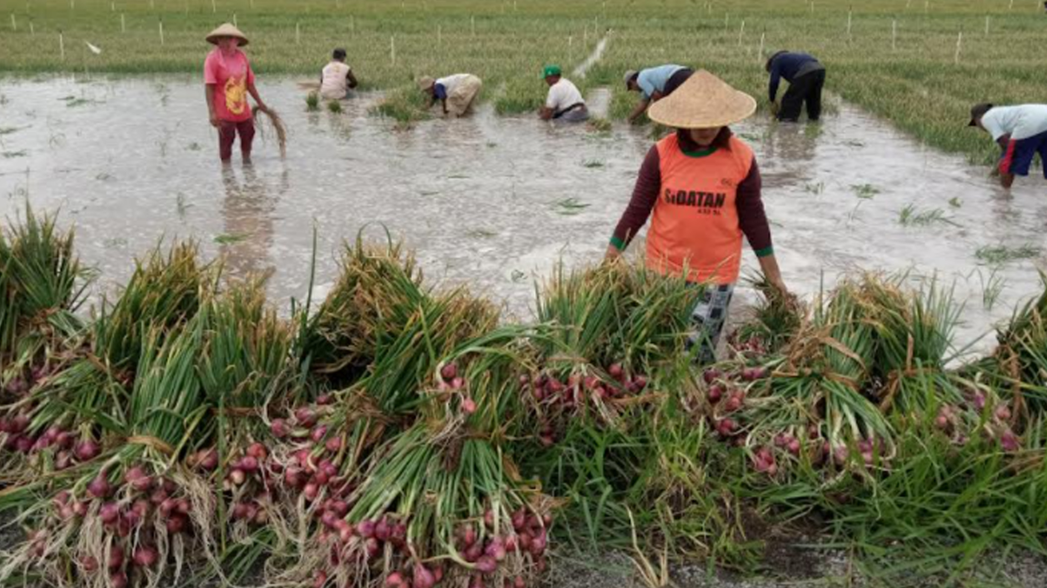 petani-bawang-merah-tulungagung.jpg