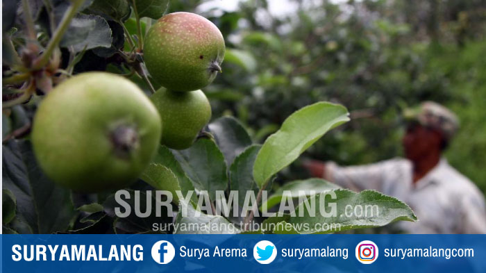 petani-saat-panen-apel-di-kota-batu.jpg