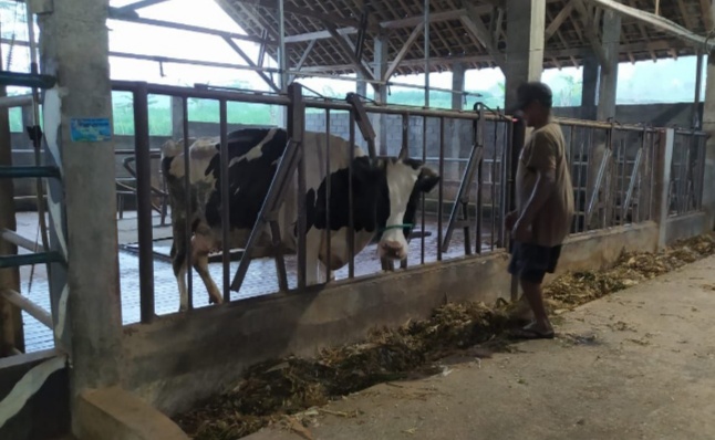 peternak-sapi-perah-di-kecamatan-ngantang-merawat-sapi-perahnya-di-kandang.jpg
