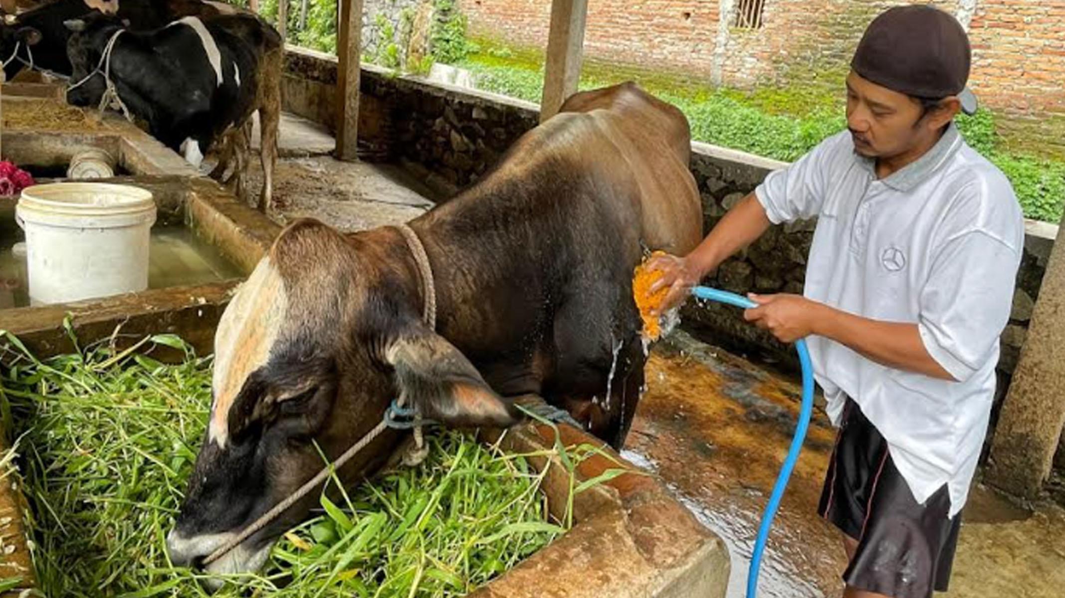 Tips Perawatan Ternak Hadapi Wabah PMK di Jatim dari Peternak Sapi Sanan Kota Malang