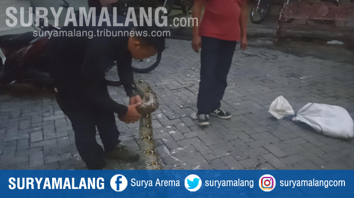 petugas-saat-menunjukkan-seekor-ular-piton-di-kantor-bpb-linmas-surabaya.jpg