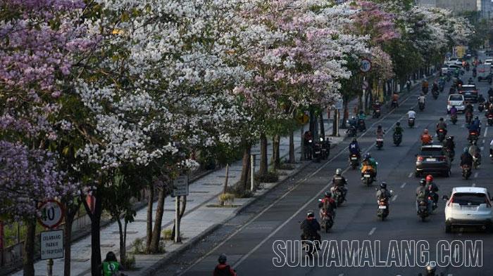 Ketika 16.300 Pohon Tabebuya Berbunga di Jalanan Surabaya, Ada Warna Ungu, Merah hingga Kuning