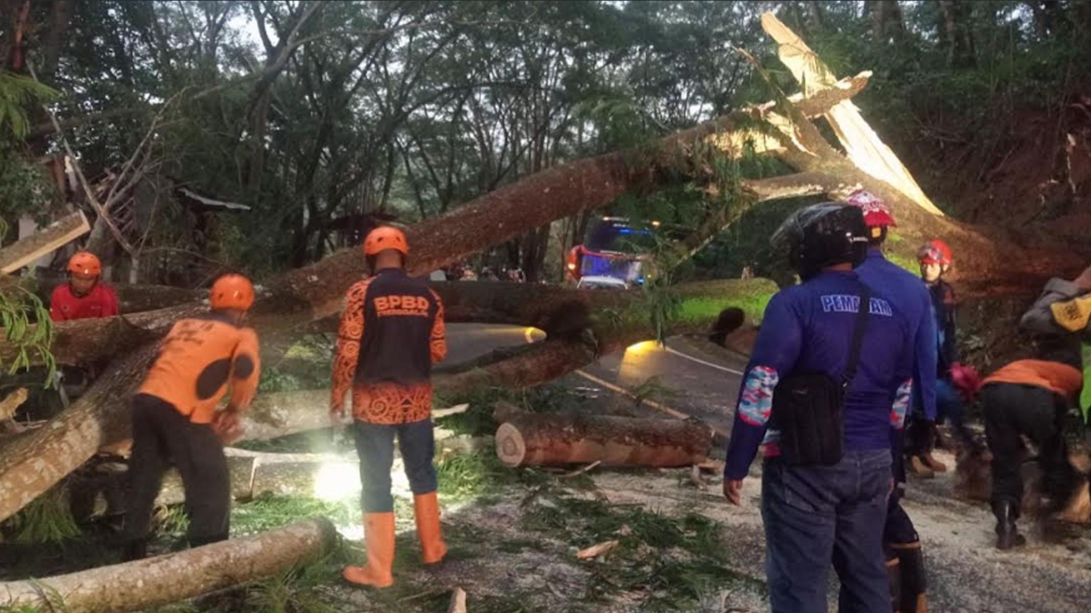 Jalur Jalan Nasional Trenggalek - Ponorogo  Sempat Tutup Total, Pohon Tumbang Melintang di Jalan