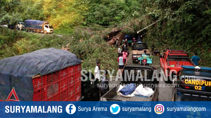 Pohon Tumbang di Jalur Utama Lumajang - Malang, Waspadai Juga Ancaman Tanah Longsor