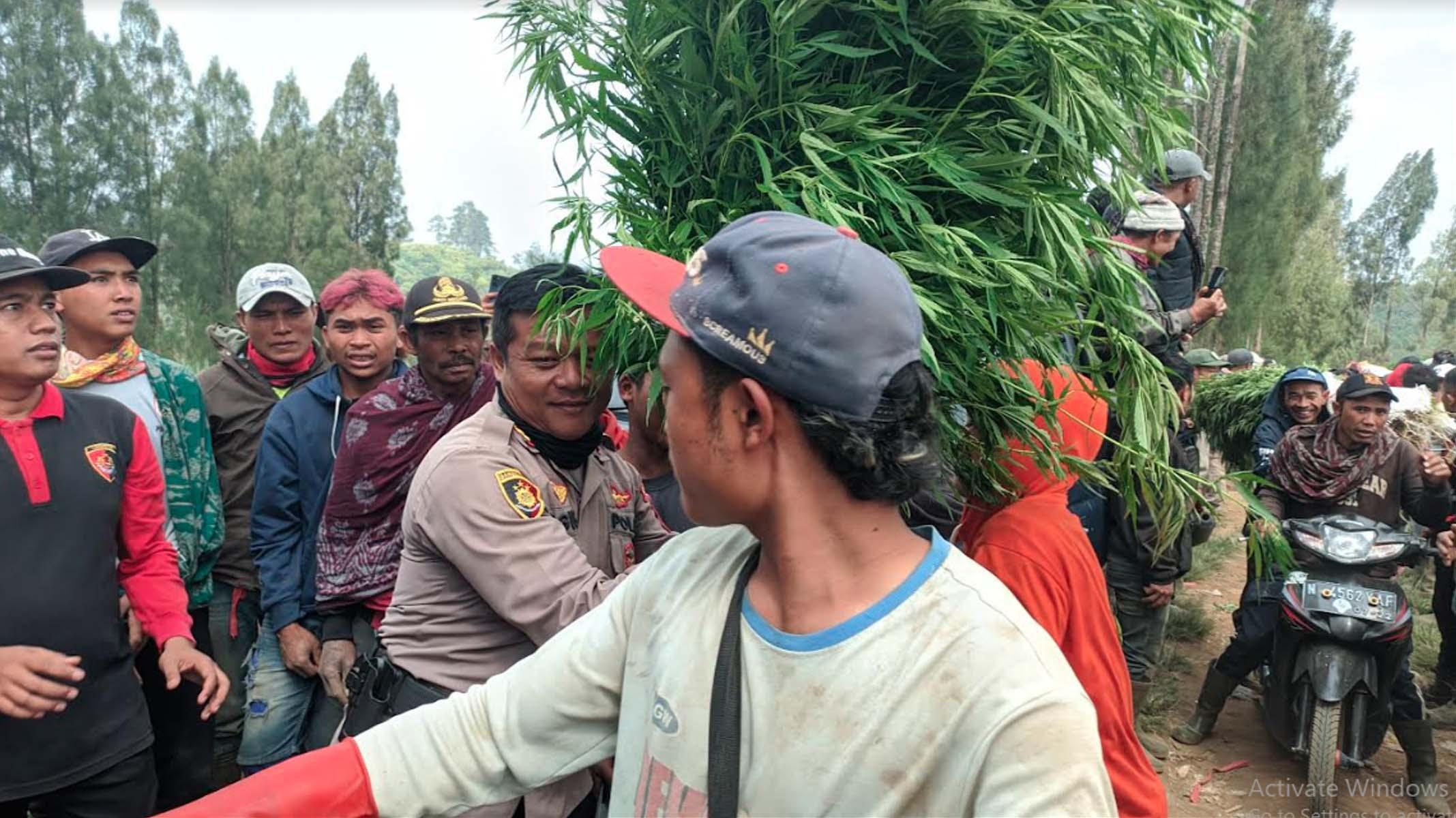 UPDATE Ladang Ganja di Gunung Semeru Lumajang, 4 Tersangka, 48 Ribu Batang, Nilai Harga Miliaran