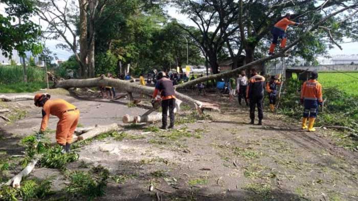pohon-tumbang-mayjend-sungkono-malang.jpg