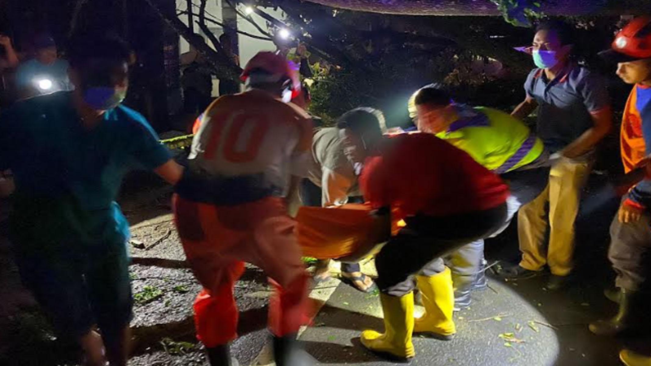 Pohon Trembesi Maut di Trenggalek , Tumbang dan Timpa Pengendara Motor Hingga Tewas