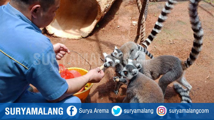 Hari Primata Nasional, 3 Anakan Hewan Primata Koleksi Secret Zoo Sapa Wisatawan