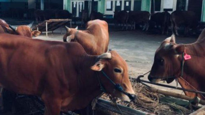 Hanya 1 Orang yang Lolos Seleksi Administrasi Direksi Rumah Potong Hewan (RPH) Surabaya