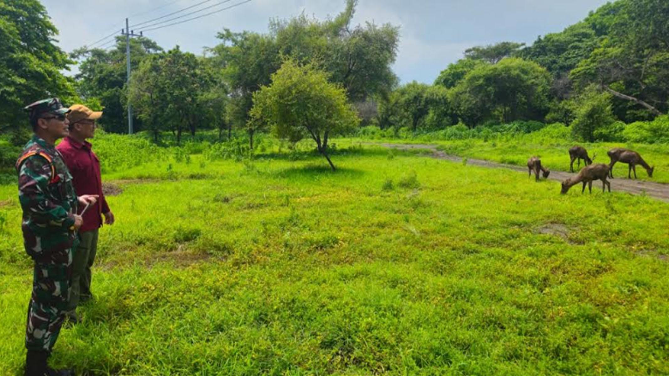 Belasan Rusa Timor Hasil Sitaan BKSD Yogjakarta Dilepas TN Baluran Situbondo, Jaga Keseimbangan Alam