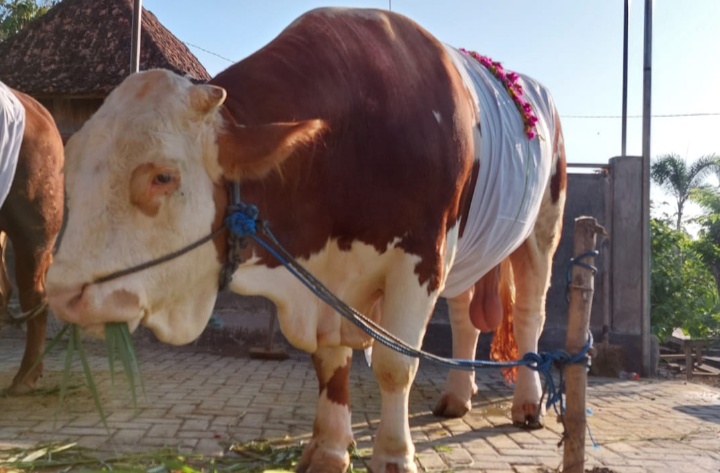 sapi-kurban-milik-ketua-dprd-jatim-kusnadi-di-masjid-baitul-muttaqin-desa-puter-lamongan.jpg