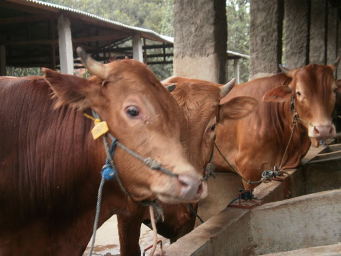 Jaksa Titipkan Sapi Limosin Seharga Rp 5 Miliar di Malang
